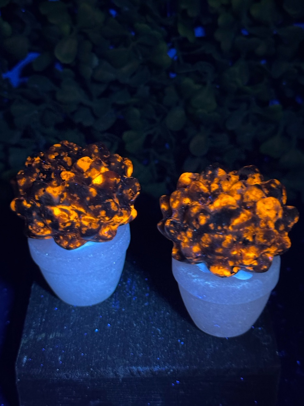 *GLOWS* Adorable Yooperlite Succulent in White Jade Pot
